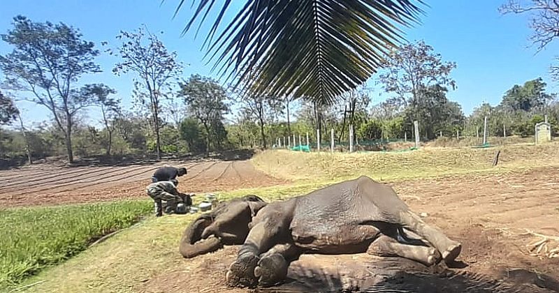 घायल हाथी