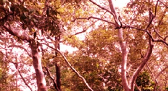 गोवा के वनों में आग