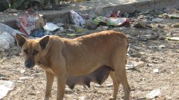 कुत्तों की नसबंदी पर 3.19 करोड़ रु. खर्च करने का पंजाब सरकार का फैसला