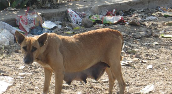 कुत्तों की नसबंदी पर 3.19 करोड़ रु. खर्च करने का पंजाब सरकार का फैसला