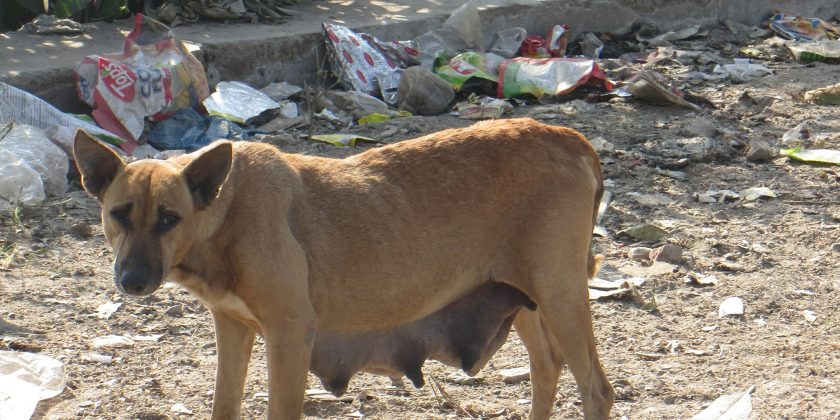कुत्तों की नसबंदी पर 3.19 करोड़ रु. खर्च करने का पंजाब सरकार का फैसला