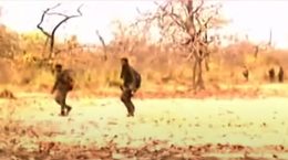 छत्तीसगढ़ में माओवादी हमले में 10 पुलिसकर्मी, ड्राइवर की मौत