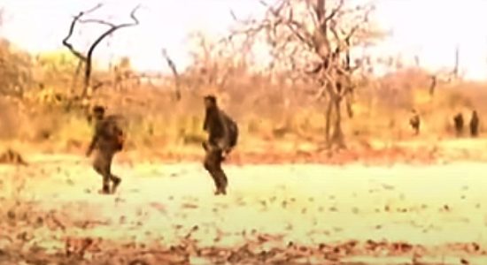 छत्तीसगढ़ में माओवादी हमले में 10 पुलिसकर्मी, ड्राइवर की मौत