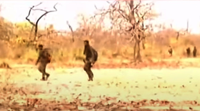 छत्तीसगढ़ में माओवादी हमले में 10 पुलिसकर्मी, ड्राइवर की मौत