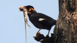 Natural Habitat of Hill Myna Kanger Valley National Park