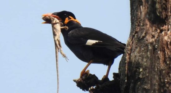 Natural Habitat of Hill Myna Kanger Valley National Park