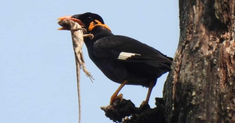 Natural Habitat of Hill Myna Kanger Valley National Park