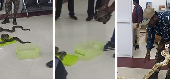 Snake and chameleon found in woman's luggage at Chennai airport