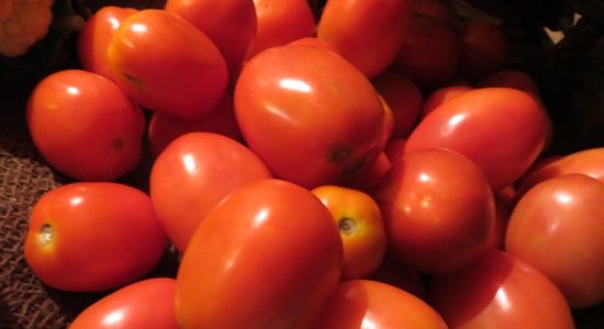Consumers will get tomatoes at subsidized prices