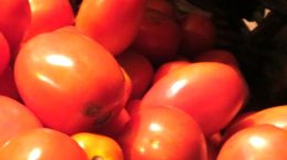 Government is selling tomatoes at the rate of Rs 90 per kg