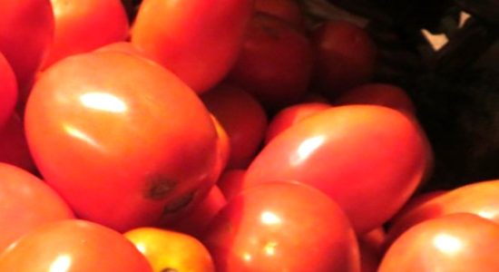 Government is selling tomatoes at the rate of Rs 90 per kg