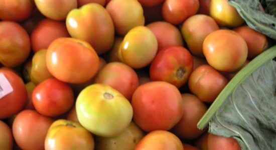Tomato wholesale prices reduced, sold at Rs 80 a kg from Sunday