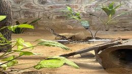 World Snake Day, visitors saw 31 snakes