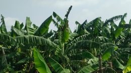 Ramchaura's banana history is two hundred years old