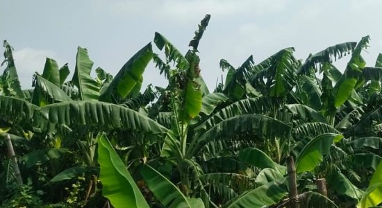 Ramchaura's banana history is two hundred years old