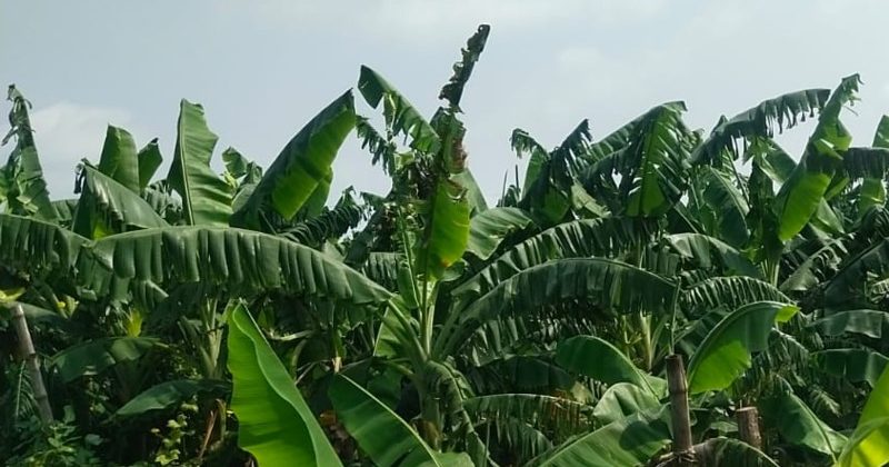 Ramchaura's banana history is two hundred years old