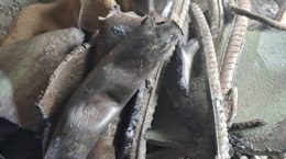 Silkyara Tunnel Rescue Operation, 36 meter vertical drilling carried out