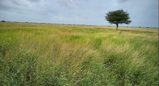 Banni, once home to leopards, will again gain global recognition