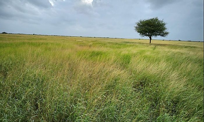 Banni, once home to leopards, will again gain global recognition