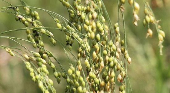 Purchase of 10129.85 metric tons of jowar in Uttar Pradesh