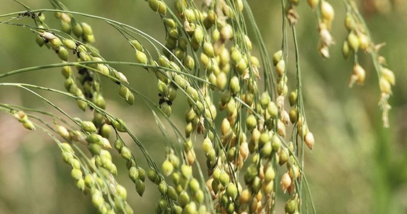 Purchase of 10129.85 metric tons of jowar in Uttar Pradesh