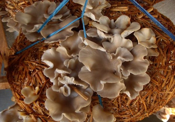 Mushrooms have the ability to combat Covid