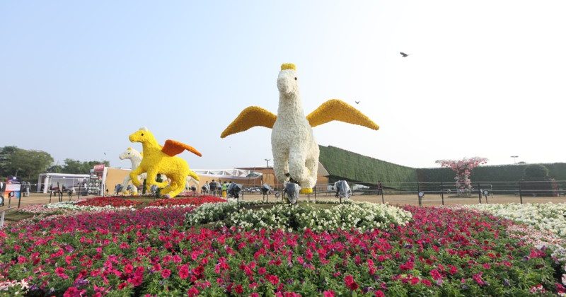 More than 15 lakh flowers and plants in 'Ahmedabad Flower Show 2024'