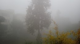 Severe cold wave will continue in Punjab, Haryana, Uttar Pradesh and Rajasthan.