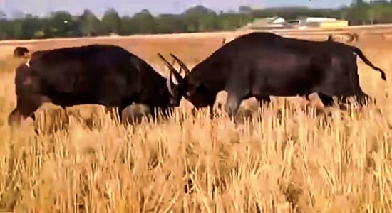 A traditional buffalo fight on the occasion of Bhugali Bihu festival