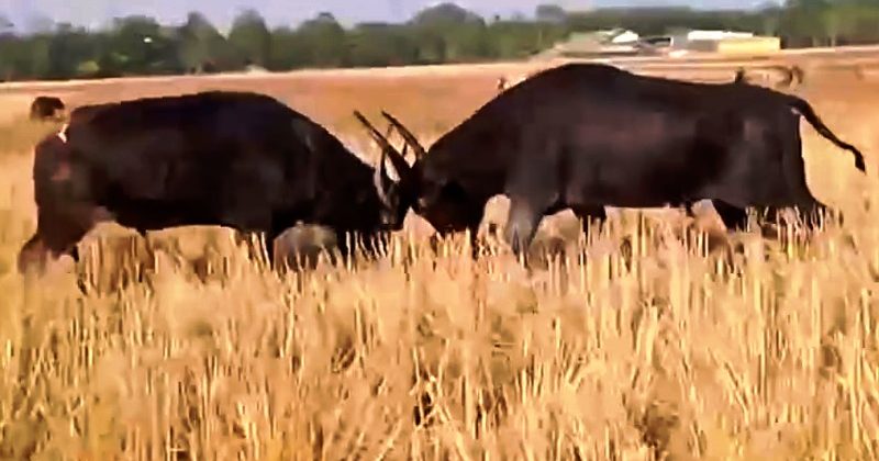 A traditional buffalo fight on the occasion of Bhugali Bihu festival