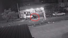 When a bear entered the city in Chandrapur, Maharashtra