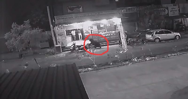 When a bear entered the city in Chandrapur, Maharashtra