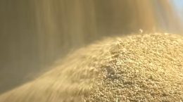 It is mandatory for traders to provide information about rice and paddy stock