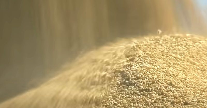 It is mandatory for traders to provide information about rice and paddy stock