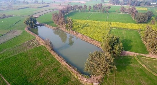 Construction of ponds for banana cultivation and fish farming