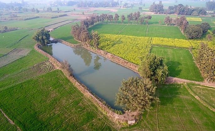 Construction of ponds for banana cultivation and fish farming