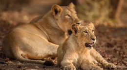 When the lioness is resting on the road with four cubs in the village!