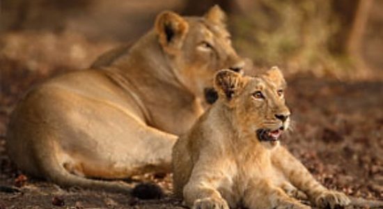 When the lioness is resting on the road with four cubs in the village!