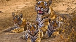 Madhya Pradesh has the highest number of leopards in the country, report