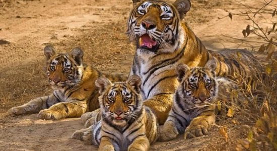 Madhya Pradesh has the highest number of leopards in the country, report