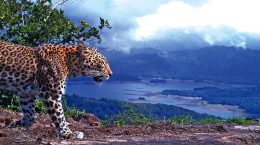 Approval to establish International Big Cat Alliance (IBCA)