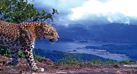 Approval to establish International Big Cat Alliance (IBCA)