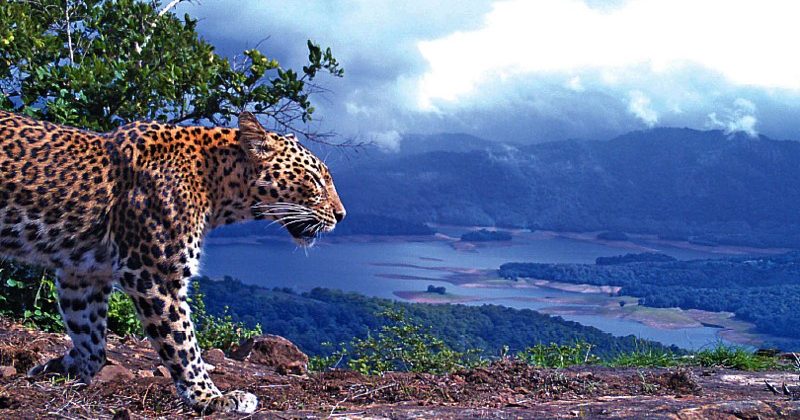 Approval to establish International Big Cat Alliance (IBCA)