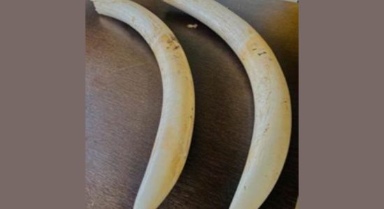 Seven arrested in illegal ivory trade case