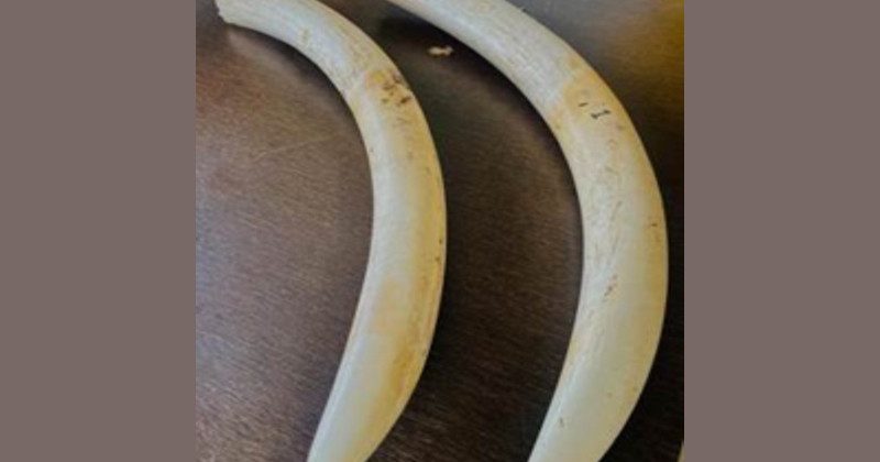 Seven arrested in illegal ivory trade case