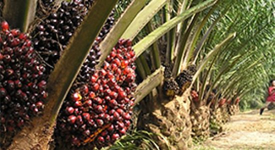 Mission Palm Oil will make India self-reliant in edible oil sector