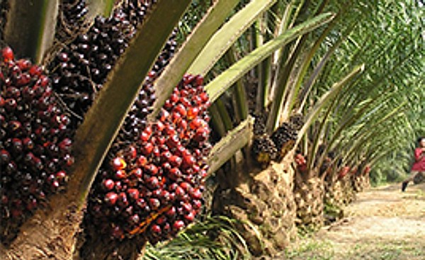 Mission Palm Oil will make India self-reliant in edible oil sector