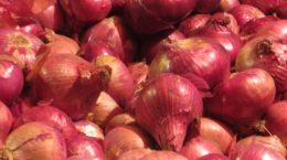 Government allowed export of onion to six neighboring countries