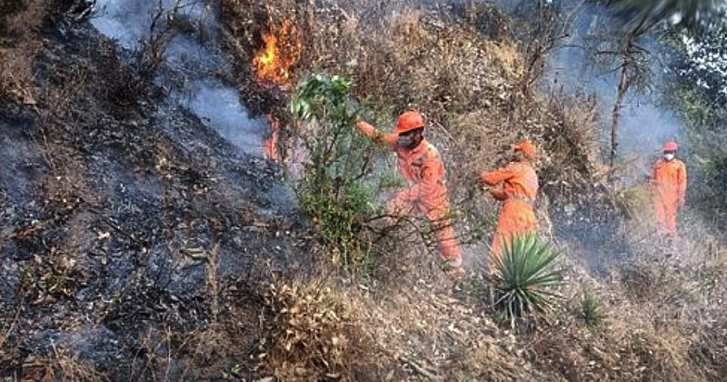 Disaster management workers extinguishing fire in the forests of Uttarakhand