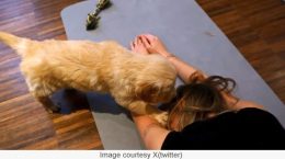 Growing trend of puppy yoga banned in Italy